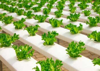 Revolutionizing Agriculture: The Impact of Green Technology