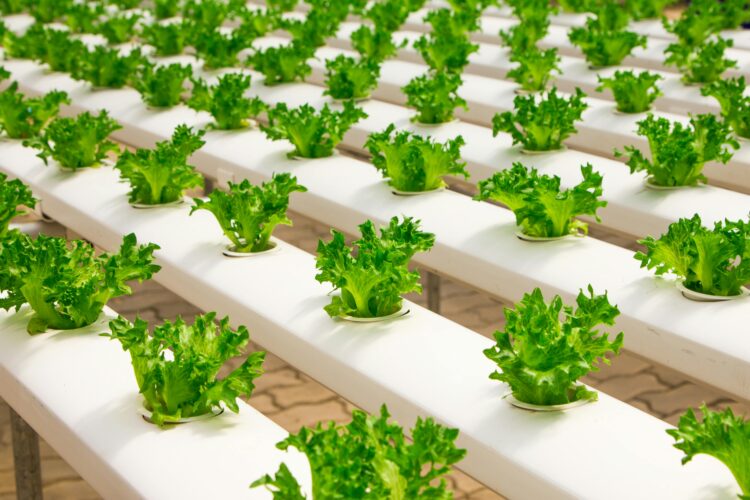 Revolutionizing Agriculture: The Impact of Green Technology